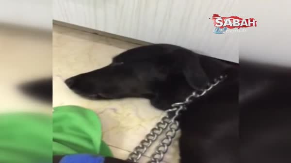 İstanbul’un göbeğinde vahşet...Köpeğin makatına silikon sıktılar