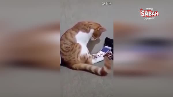 Ölen sahibini cep telefonunda gören kedi bakın ne yaptı!