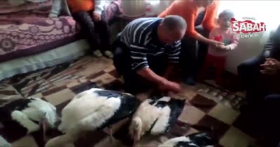 Bulgaristan’da donmak üzere olan leylekleri evine alan Türk aile