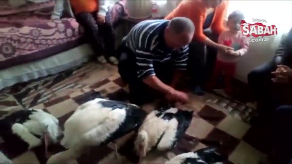 Bulgaristan'da donmak üzere olan leylekleri evine alan Türk aile