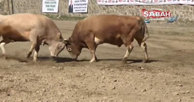 Artvin’de boğa’lar ilk güreş için arenaya çıktı