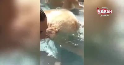 Havuz’da sahibini taklit eden sevimli köpek