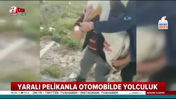 Konya'lı gençlerden örnek davranış: Pelikanı kurtardılar