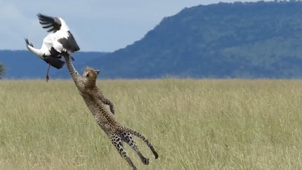 Aç leoparın uçan kuşa görülmemiş saldırısı!
