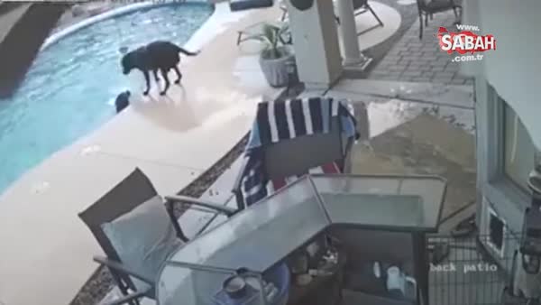 Havuzda boğulmak üzere olan köpeği, köpek kurtardı!