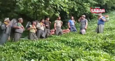 Gürcü işçilerinin çay toplama görüntüleri sosyal medyayı salladı