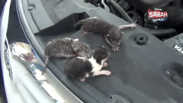 Otomobilin motorundaki yavru kediler kurtarıldı