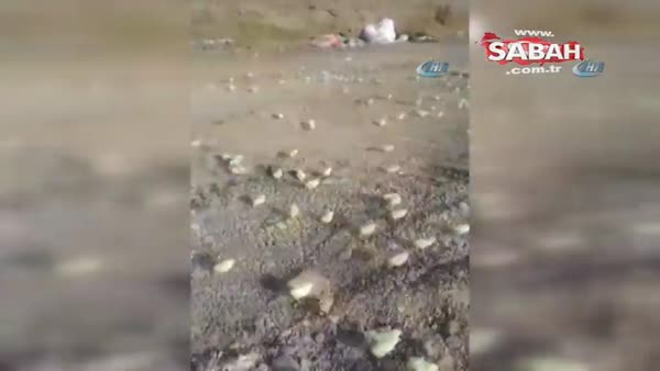 Gürcistan’da çöpe atılan yumurtalardan binlerce civciv çıktı