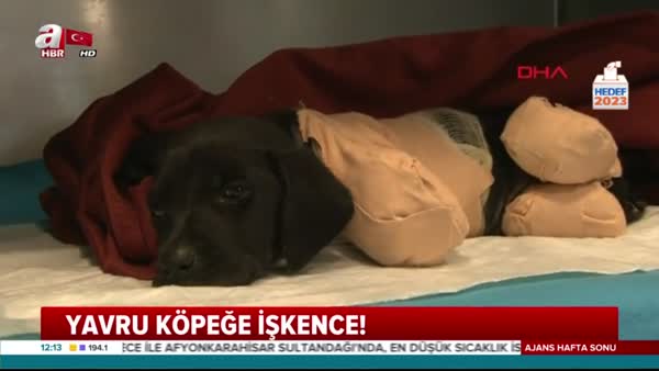 Sakarya'da bacakları kesilmiş halde bulunan yavru köpek öldü