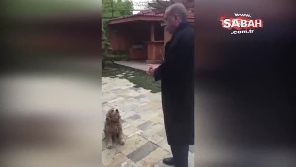 Berat Albayrak'tan duygusal 'Erdoğan' paylaşımı... Erdoğan'ın sevimli köpeğe yiyecek verdiği anlar izlenme rekorları kırıyor!