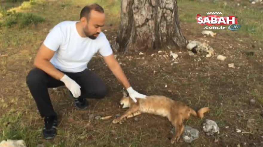 Nesli tükenme tehlikesinde olan Karakulak ölü olarak bulundu