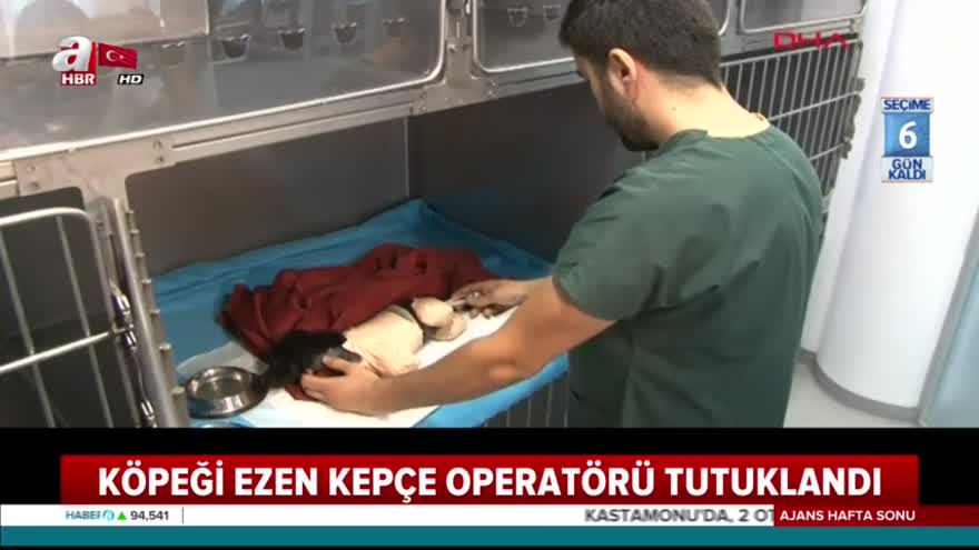 Sakarya'da yavru köpeğin ölümüne sebep olan operatör tutuklandı