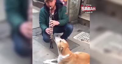 Klarnet eşliğinde şarkı söyleyen sokak köpeği