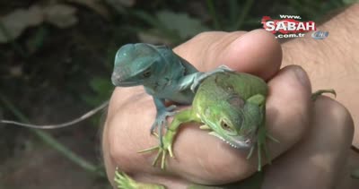 Bursa Hayvanat Bahçesi’nde sevimli iguana yavruları dünyaya geldi