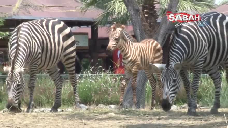 Bursa’da bir haftalık zebra yavrusu ilgi çekiyor