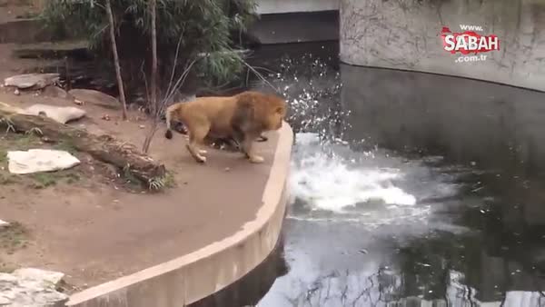 Boşluğa basıp suya düşen aslan güldürdü