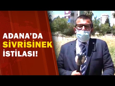 Adana'da Sivrisinek İstilası! Belediye Neden İlaçlama Yapmıyor? 