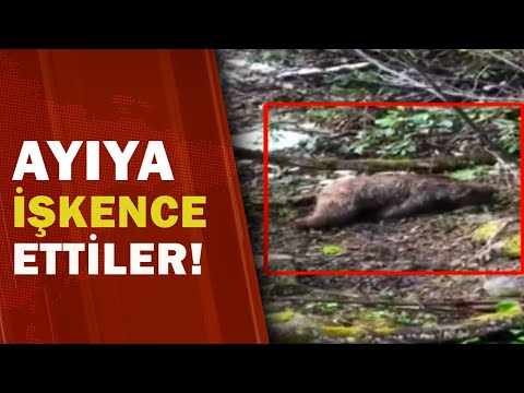 Yavru Ayıyı Vurduktan Sonra İşkence Ettiler!