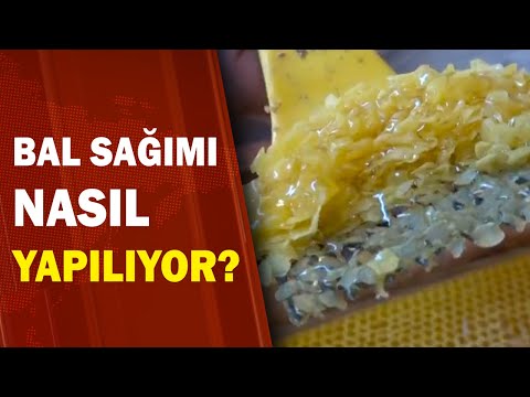 Bal Sağımı Nasıl Yapılıyor?