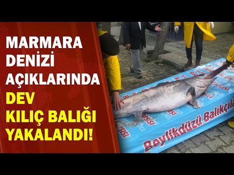 Marmara Denizi'nde Dev Kılıç Balığı Yakalandı!