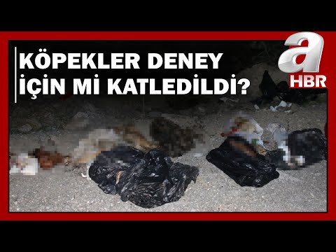 Yine Ankara Yine Köpek Katliamı! 