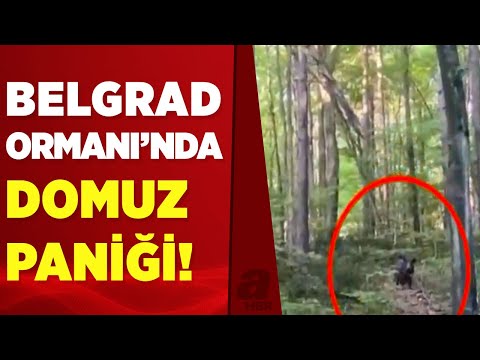 Belgrad ormanında piknikçilere domuz şoku!