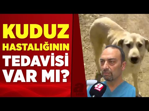 Kuduz nasıl anlaşılır, kurtulmak mümkün mü? Uzman isim korkunç 'kuduz' gerçeğini açıkladı!